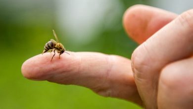 19 Soruda Arı Sokması ve Arı Alerjisi Hakkında Her Şey!